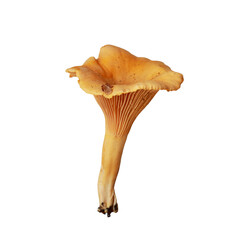 Mushroom orange chanterelle isolated on a white background