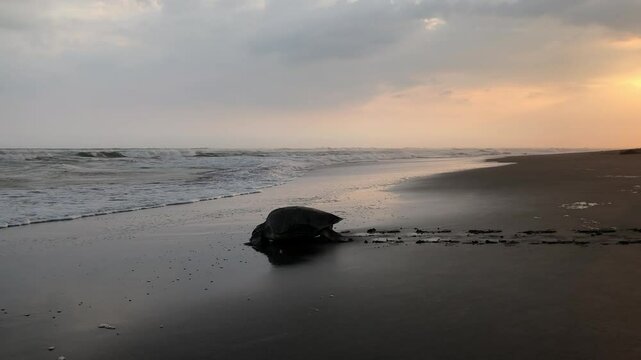 Sea turtle returning to the ocean at sunset