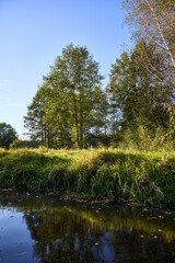 Serene Riverbank Scene with Lush Greenery
