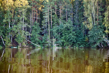 Serene Riverbank Scene with Lush Greenery