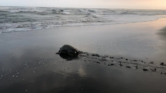 Sea turtle returning to the ocean at sunset