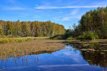 Fototapeta premium Serene Riverbank Scene with Lush Greenery