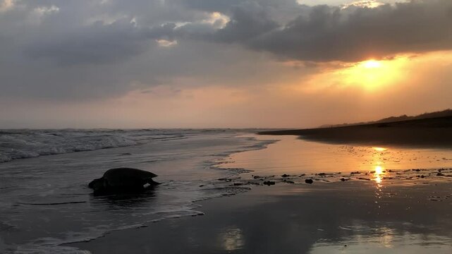 Sea turtle returning to the ocean at sunset