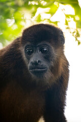 close up howler monkey