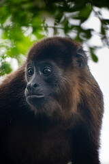 portrait of a howler monkey