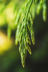 Fototapeta premium Green Plant Closeup