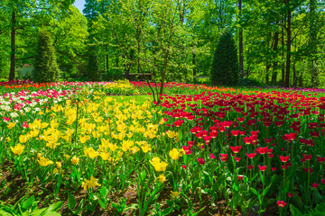 Multicolored tulips are blooming in the park. Annual Tulip Festival in St. Petersburg.
