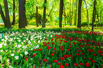 Multicolored tulips are blooming in the park. Annual Tulip Festival in St. Petersburg.