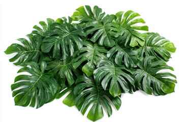 Obraz premium vibrant tropical monstera leaves cascading in elegant arrangement dramatic lighting on pure white background hyperdetailed botanical photography