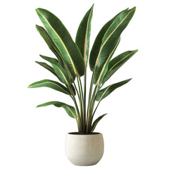Lush green bird of paradise plant in elegant clay pot isolated on white