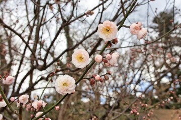 梅の花