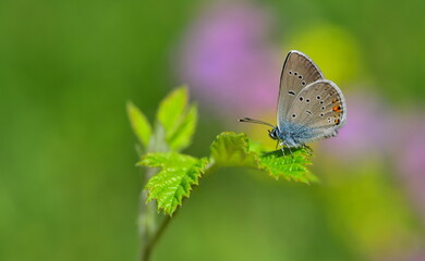 Polyommatus Bellis 1085