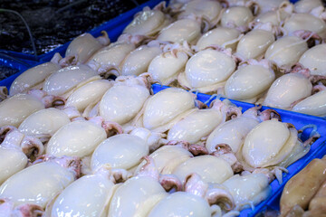 Blue container with many white octopus in it. The octopus are all different sizes and shapes