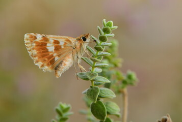 Muschampia proteides 1084