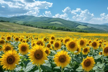 Sunflower field with mountain background