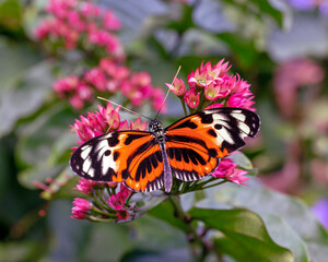 Colorful butterfly getting nectar from a flower