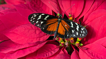 Colorful butterfly getting nectar from a flower