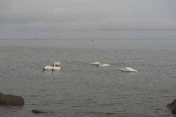 White swans filmed on the surface of the sea during calm