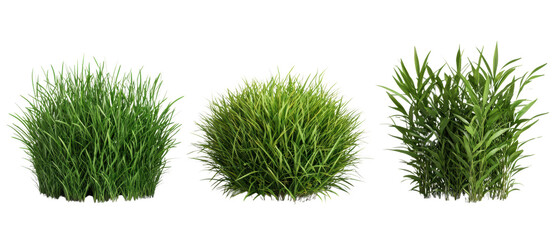 Three distinct clumps of lush green grass with varying heights and textures. isolated on white background.