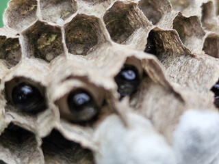 Wasp nests contain wasp larvae in the process of becoming wasps.