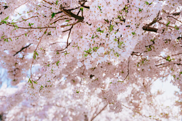 Blossoming Cherry Tree With Many Delicate Flowers