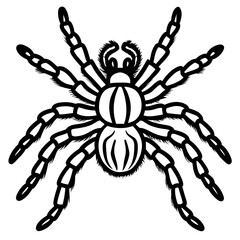 Obraz premium Minimalist Tarantula Vector