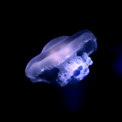 a sea animal Mediterranean jellyfish underwater