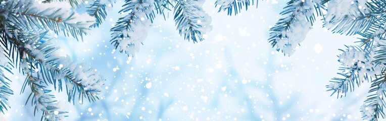 Obraz premium Winter panoramic background with snow covered fir branches and snowfall flakes white tone.