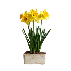 A Vibrant Yellow Daffodil Plant with Bright Petals Isolated on Transparent Background