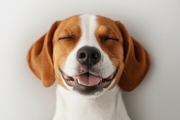 Happy beagle with a joyful expression