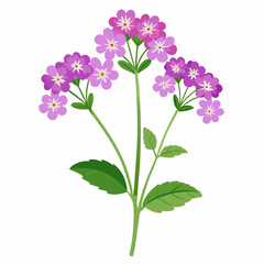 Obraz premium tiny verbena florets