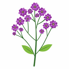 Fototapeta premium tiny verbena florets