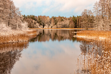 Fototapeta premium beautiful winter landscape with river source, light snow on trees and old reeds, reflections