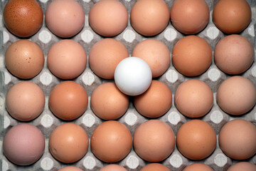 A white egg placed on a group of brown egg