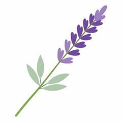 soft lavender sprig