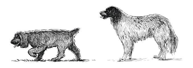 Sketches of two hunting dogs walking, spaniels, realistic hand drawing, vector illustration isolated on white