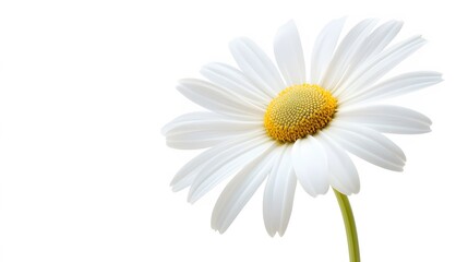 Fototapeta premium A single white daisy, clean white background, transparent isolate
