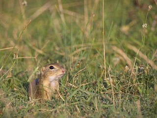 European Ground Squirrel from the Green Grass