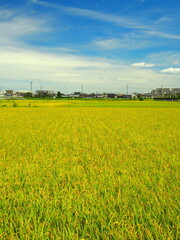 夏の近郊の豊作の田んぼ風景