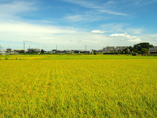 夏の近郊の豊作の田んぼ風景