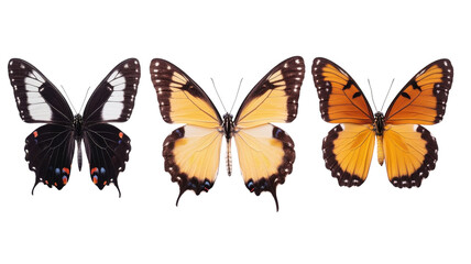 Obraz premium Beautiful display of colorful butterflies showcasing different species side by side against a white background