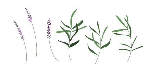Lavender branch with leaves. Hand drawn vector flat style illustration. Floral clipart of botanical elements