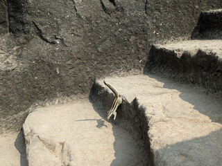 little squarrel isolated at shivneri fort