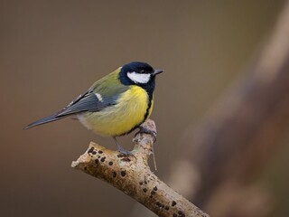 Fototapeta premium Great Tit Perched on a Broken Branch in the Forest