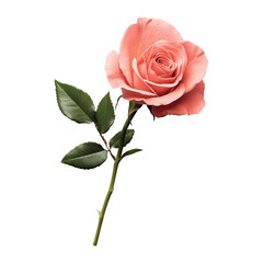 Naklejka premium Delicate pink rose in nature floral beauty shot
