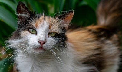 Beautiful domestic cat among green foliage.