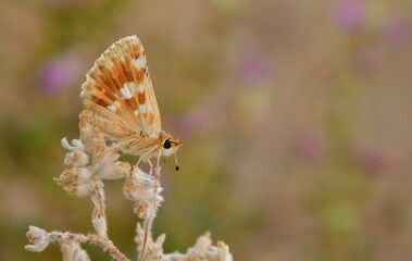 Muschampia proteides 1089