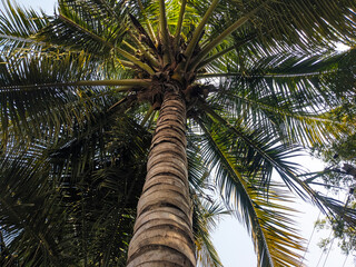Low angle view of coconut tree, horizontal frame
