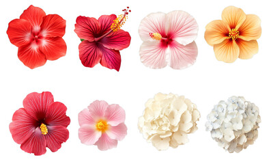 Variety of vibrant hibiscus and delicate hydrangea blooms on transparent background