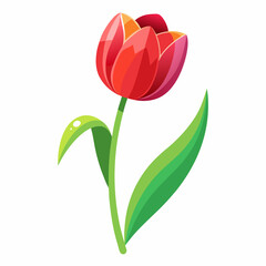 tulip on white background